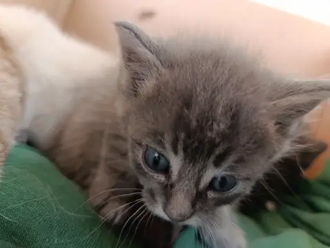Помню как Соня(мама котят) была такой же маленькой, и теперь у нее свои дети.
Теперь я официально дедушка😂